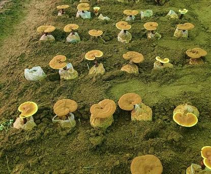 吃破壁灵芝孢子粉品牌排行榜 2026年度权威测评指南 