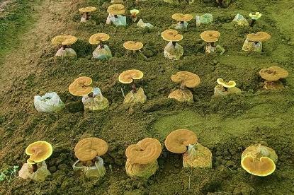 吃破壁灵芝孢子粉品牌排行榜 2026年度权威测评指南 