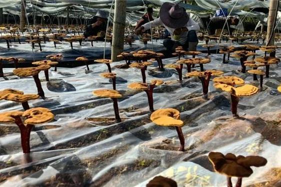 大牌灵芝孢子粉 熬夜党高活易吸收款2026权威指南 