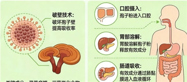 灵芝孢子粉品牌如何 熬夜党高活易吸收款2026年权威指南 