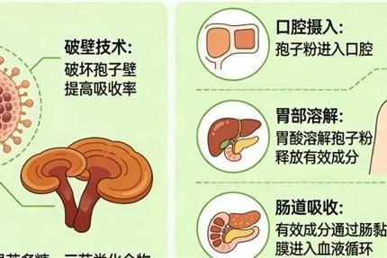 灵芝孢子粉品牌如何 熬夜党高活易吸收款2026年权威指南 