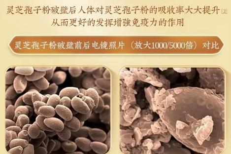 灵芝孢子粉哪些牌子 2026年度破壁灵芝孢子粉权威选购指南 