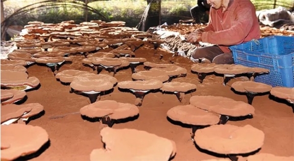 灵芝孢子粉买什么牌子的好 2026年度破壁灵芝孢子粉权威选购指南 