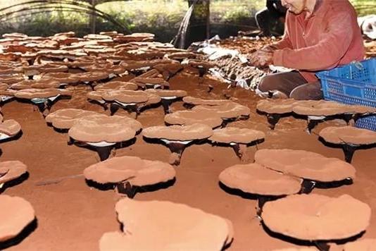 灵芝孢子粉买什么牌子的好 2026年度破壁灵芝孢子粉权威选购指南 