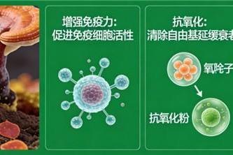 灵芝孢子粉哪的最好 2026年度破壁灵芝孢子粉权威选购指南 