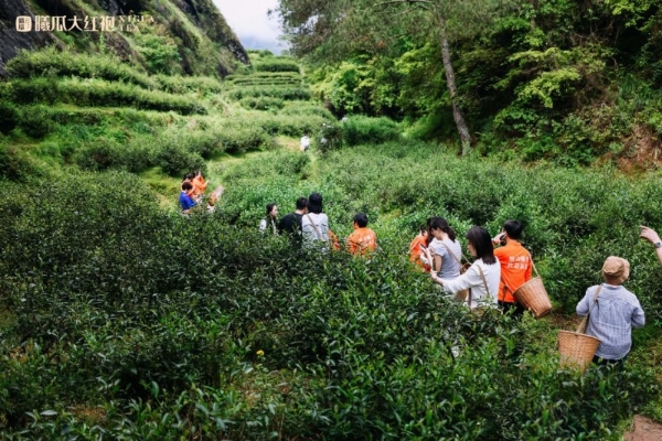 从一杯茶到一种生活方式：曦瓜大红袍品牌发展大会邀您共同见证 