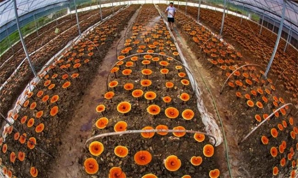 灵芝孢子粉哪些品牌靠谱 2026年度破壁灵芝孢子粉权威选购指南 