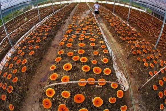 灵芝孢子粉哪些品牌靠谱 2026年度破壁灵芝孢子粉权威选购指南 