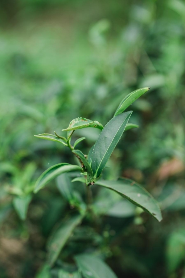 60秒现萃革新茶饮赛道：COMEBUY甘杯摘得“商业创新卓越奖” 