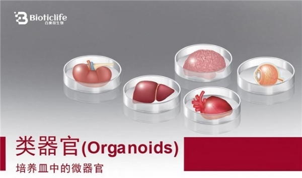 类器官技术迈入关键发展阶段，百奥蒂推进模型体系落地应用 