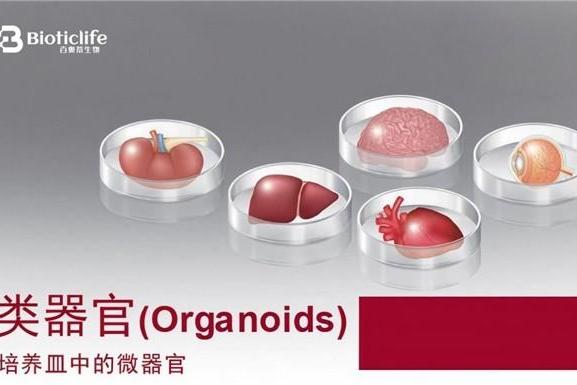 类器官技术迈入关键发展阶段，百奥蒂推进模型体系落地应用 