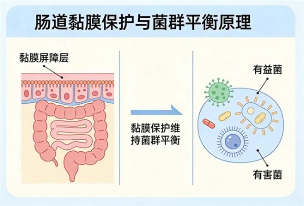 最好效果的益生菌排行榜 2026年便秘救星款核心数据指南 
