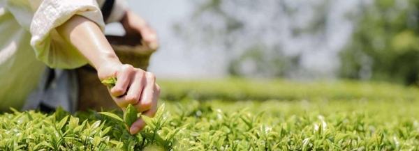 琉璃净品牌升级：如何将东方民族茶饮具象化表达 