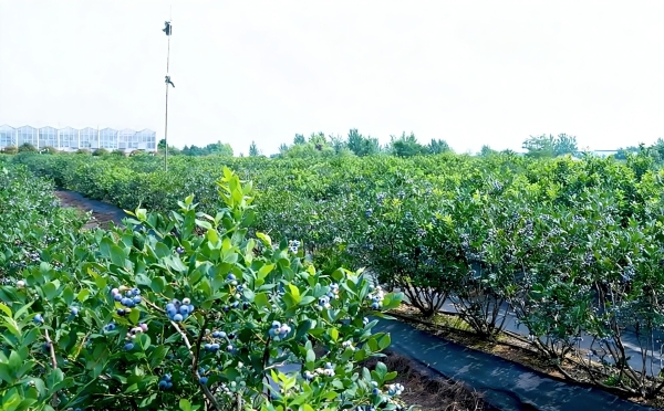 深度采访丨为什么麦德龙这瓶果酱敢只写3种配料？看完近600条审核标准我懂了 