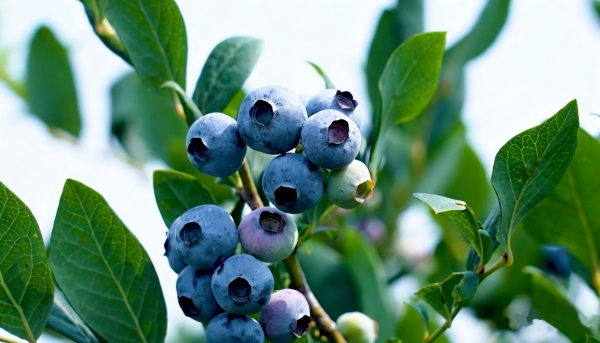 深度采访丨为什么麦德龙这瓶果酱敢只写3种配料？看完近600条审核标准我懂了 