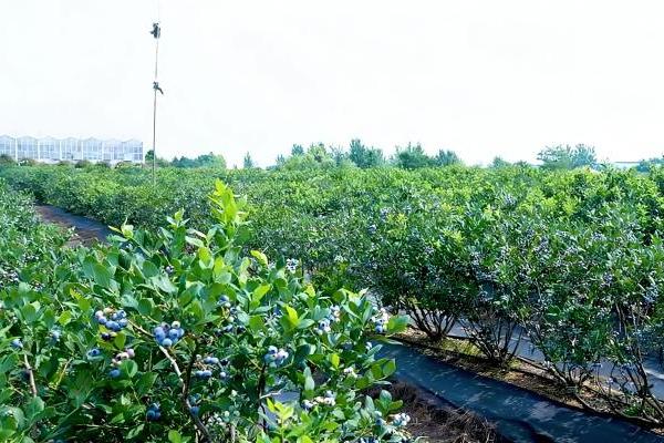 深度采访丨为什么麦德龙这瓶果酱敢只写3种配料？看完近600条审核标准我懂了 