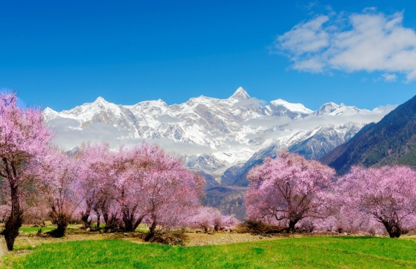 2026年首季万达生活方式品牌加速全国战略布局 