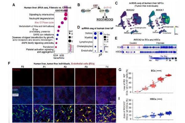 《Cell》重磅：武汉云克隆助力，TDI01靶向ROCK2攻克肝纤维化难题 