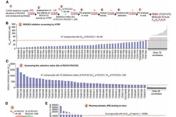 《Cell》重磅：武汉云克隆助力，TDI01靶向ROCK2攻克肝纤维化难题 