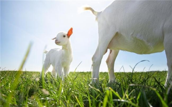 宝宝三段奶粉推荐哪款？这篇告诉你换季口粮这么选 