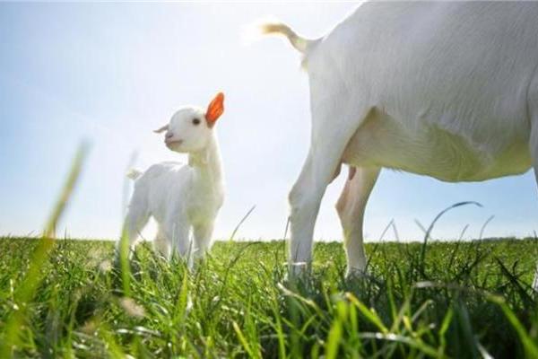 宝宝三段奶粉推荐哪款？这篇告诉你换季口粮这么选 