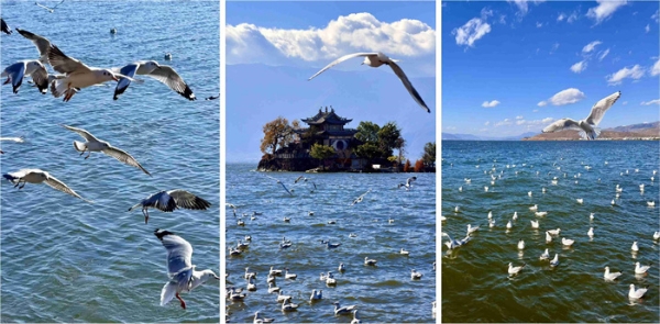 邂逅“鸟浪”！这份观鸟“装备神器”请收好 