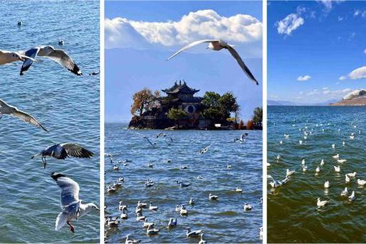 邂逅“鸟浪”！这份观鸟“装备神器”请收好 