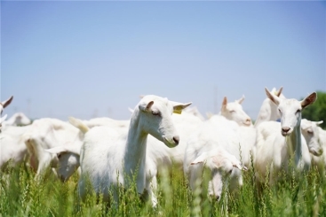 新生儿奶粉推荐指南，科学喂养从第一步开始 