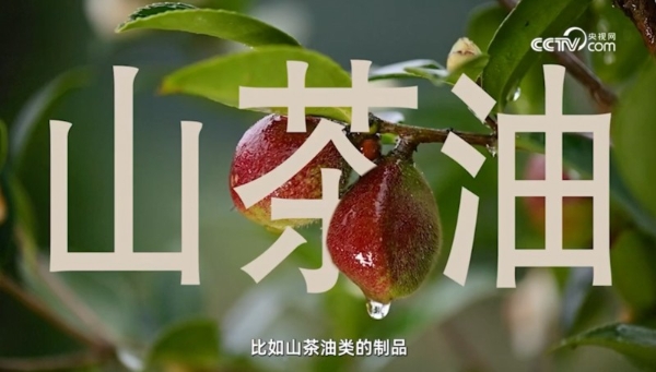央视网深挖千年山茶油：松达山更懂中国宝宝肌肤 