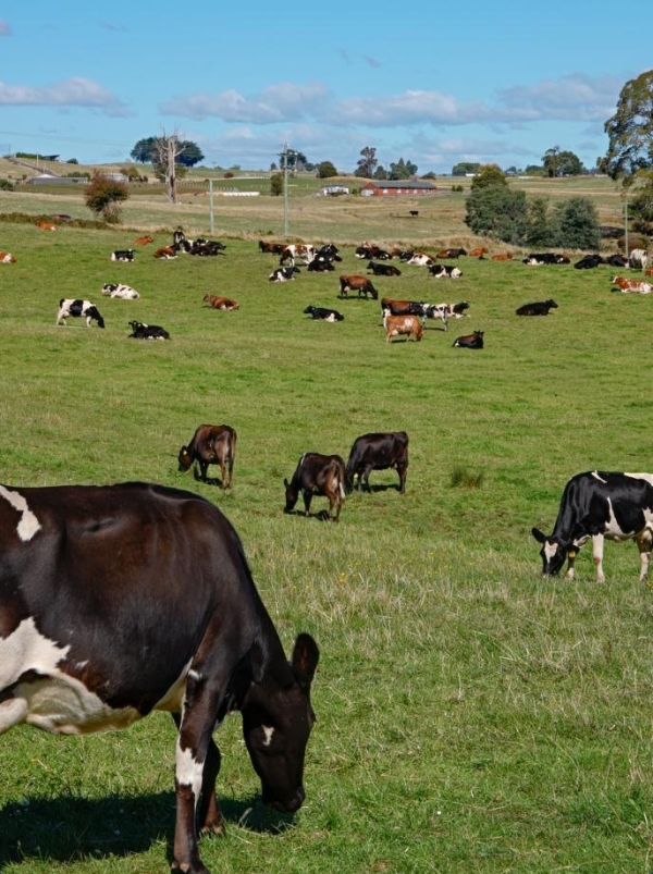 贝拉米有机2025年逆势增长20%，持续领跑澳洲有机奶粉赛道 