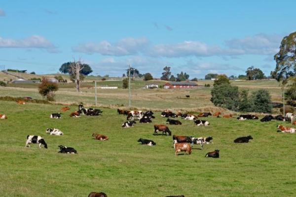 贝拉米有机2025年逆势增长20%，持续领跑澳洲有机奶粉赛道 