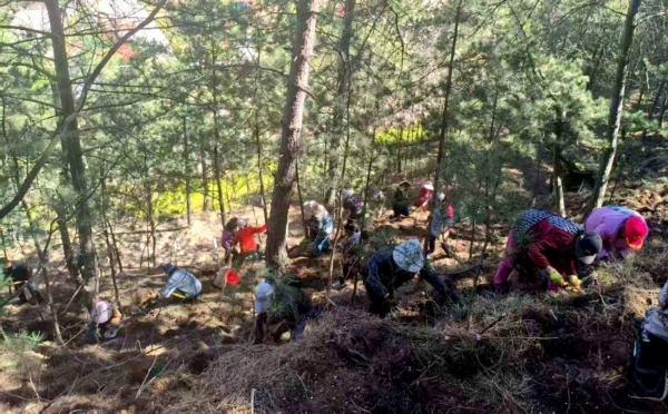 太行林下生金：武乡胡庄绘就乡村振兴新画卷 