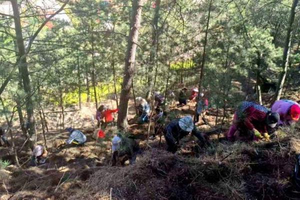 太行林下生金：武乡胡庄绘就乡村振兴新画卷 