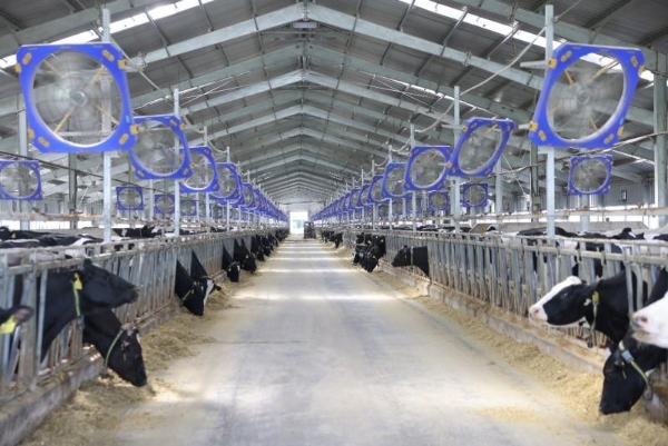 权威认证！认养一头牛跻身中国奶牛养殖TOP10，以养好牛践行品牌使命 