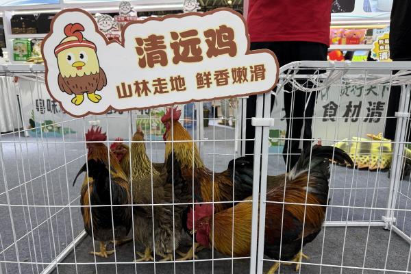 京东生鲜定养模式落地清远 清远市携手京东发布《京东清远跑步鸡标准》 