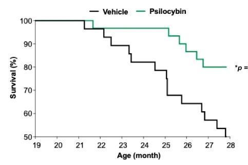 致幻蘑菇减少抑郁，提升寿命51%，替代产品已上市