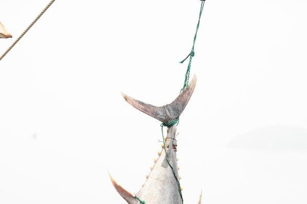 东海渔区连续现巨型金枪鱼，委托京东公益拍卖，4月15日晚8点京东见！