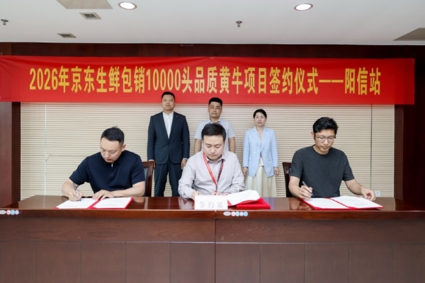 京东生鲜包销10000头品质黄牛，助力山东阳信“从养好牛”到“卖好牛肉” 