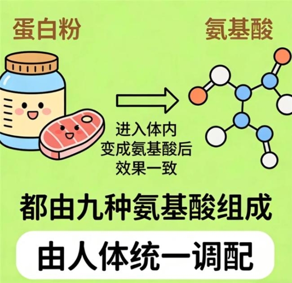 蛋白粉哪个牌子好 2026 年 618 减脂蛋白粉优选 