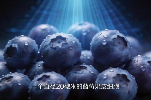 20年品牌10年冠军：卡萨帝冰箱AI细胞级养鲜守护20微米蓝莓细胞 
