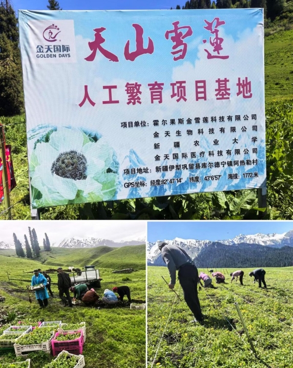 天山雪莲待放|从雪域高原到万亿蓝海，金天国际引领全球生殖养护产业高质量发展 