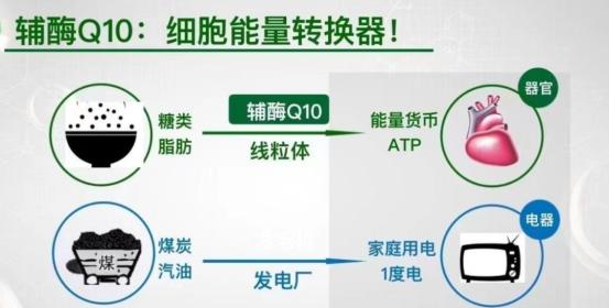 2026年辅酶Q10十大品牌怎么选？新手入门高口碑辅酶Q10品牌推荐！ 