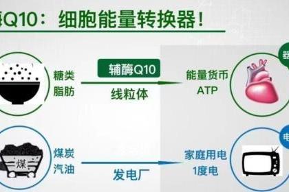 2026年辅酶Q10十大品牌怎么选？新手入门高口碑辅酶Q10品牌推荐！ 