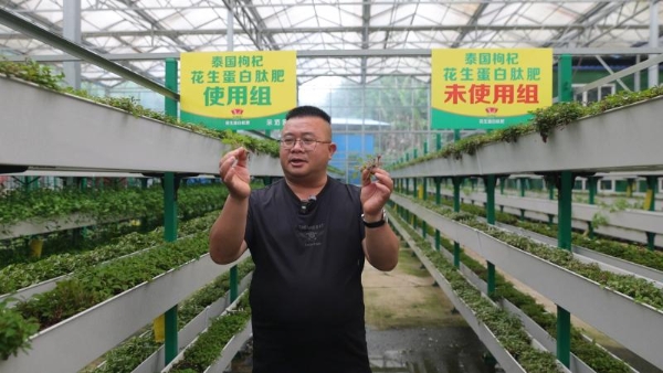 一肥六效，鲁花花生肽肥的化肥替代之路——在田间地头实地探访鲁花花生肽肥六大“超能力” 