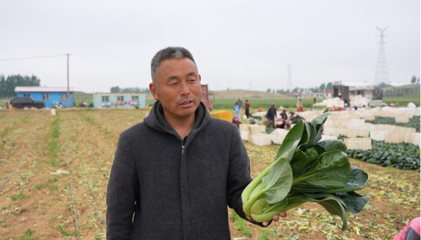 一肥六效，鲁花花生肽肥的化肥替代之路——在田间地头实地探访鲁花花生肽肥六大“超能力” 