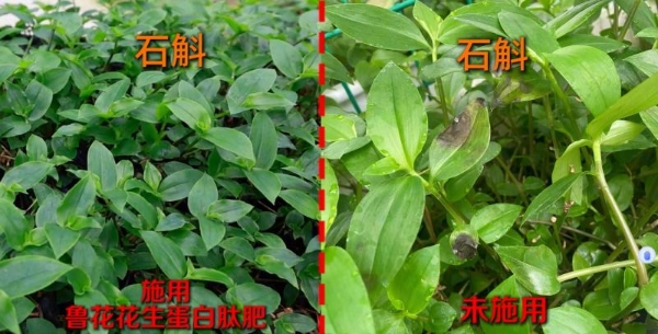 一肥六效，鲁花花生肽肥的化肥替代之路——在田间地头实地探访鲁花花生肽肥六大“超能力” 