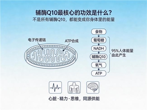 辅酶q10什么品牌好 2026年十大品牌专业横评:临床验证+纯度含量机型专业对比 