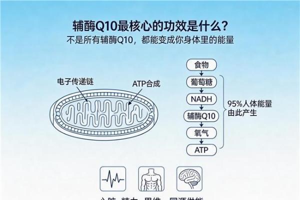 辅酶q10什么品牌好 2026年​十大品牌专业横评:临床验证+纯度含量机型专业对比 
