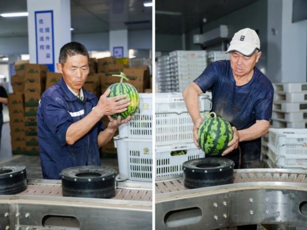 华润万家“焕乡行动·寻味之旅”走进江苏东台，溯源团实地探访地标西瓜产地 