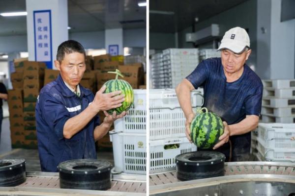 华润万家“焕乡行动·寻味之旅”走进江苏东台，溯源团实地探访地标西瓜产地 